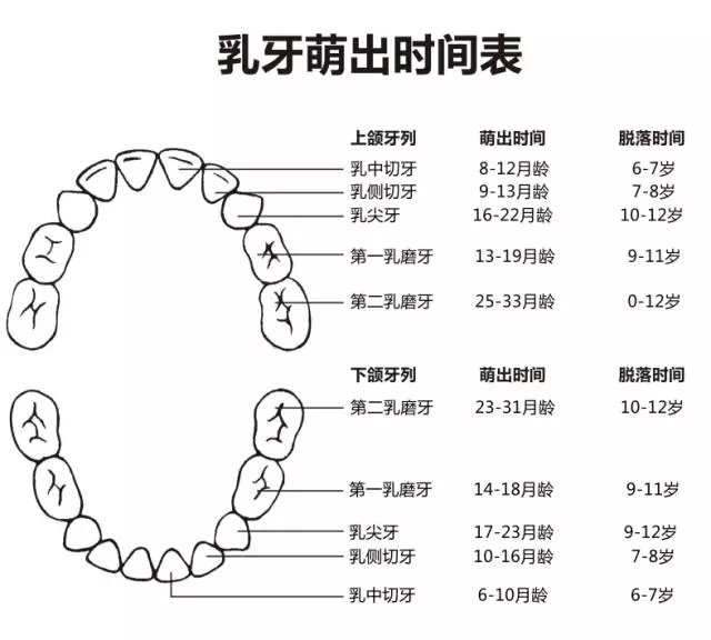 尚佳專(zhuān)業(yè)月嫂丨何時(shí)長(cháng)牙才算正常？